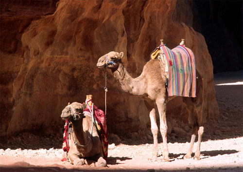 Jordanien-Petra-Kamele