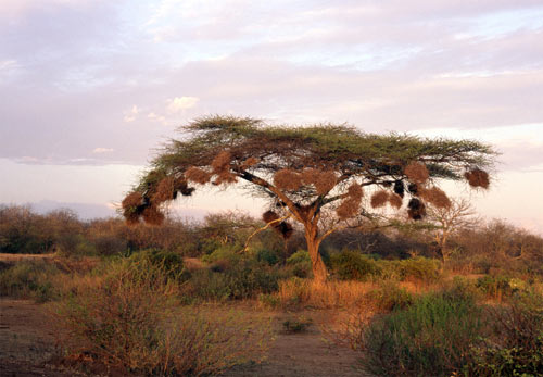 Kenia-Baum