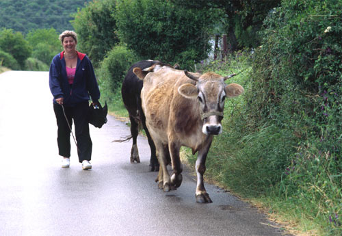 Montenegro-Frau-mit-Kuehen