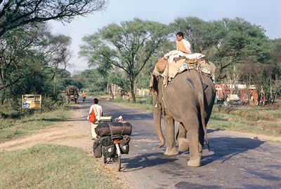Indien-Elefant